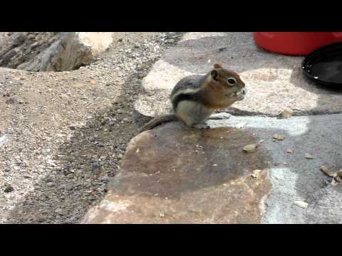 Youtube: A-Hoernchen und B-Hoernchen in den Rockie Mountains