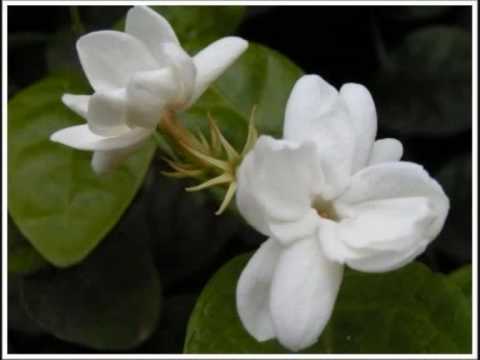 Youtube: Summer Breeze - Wayman Tisdale feat Laylah Hathaway