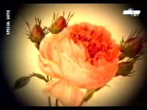 Youtube: Einsturzende Neubauten - Blume