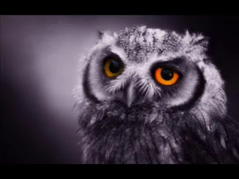 Youtube: The Night Owls (Little River Band)