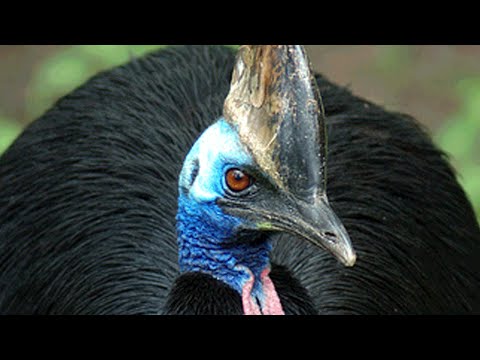Youtube: Cassowary kickboxing tree (David Fleays Wildlife Park)