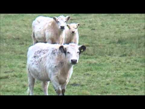 Youtube: Billys kleine Safari