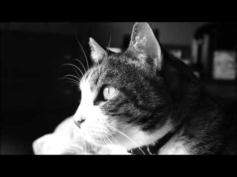 Youtube: White Noise - Cat Purring (8 Hours)