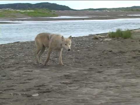 Youtube: Braunbären und Wölfe in Alaska beim Lachsfischen