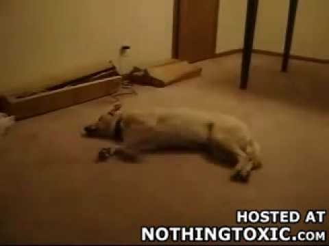 Youtube: Running Dog