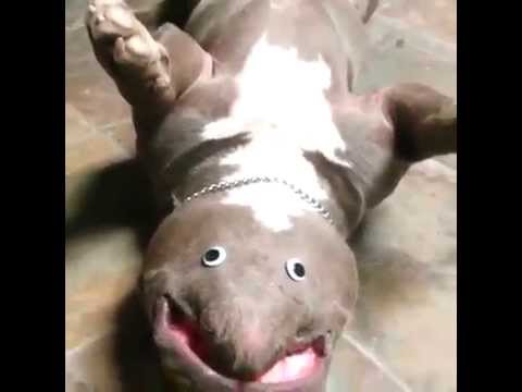 Youtube: Googly eyes plus dog