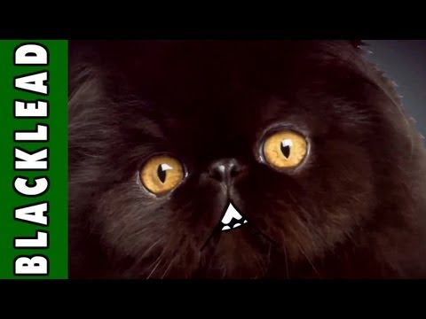 Youtube: CATS! [German Version]