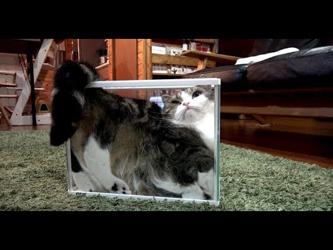 Youtube: 更なるフィット感を追求するねこ。-Maru wishes for more fitting feeling.-