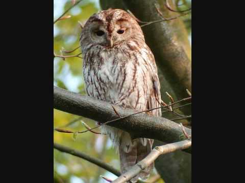 Youtube: Waldkauz