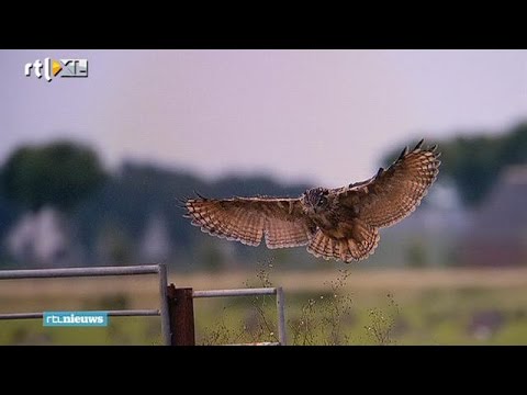 Youtube: 'Je hoort 'oehoe' maar dan zit-ie al op je hoofd' - RTL NIEUWS