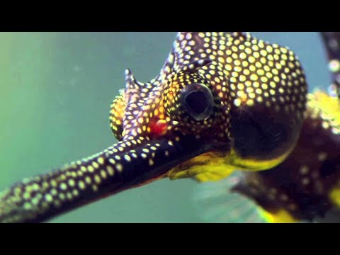 Youtube: Jam Baxter - Larvae Ft. Fliptrix (VIDEO)