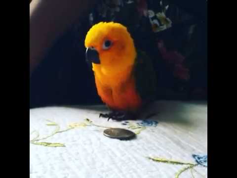 Youtube: Birb founds a monie