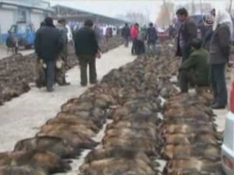 Youtube: Tierschützer demonstrieren in Hong Kong