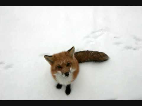 Youtube: Squarepusher - Iambic 9 Poetry