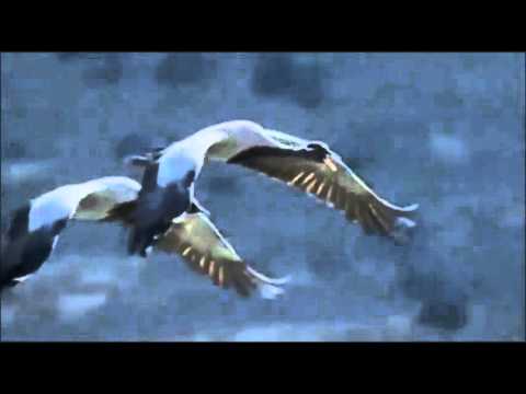 Youtube: Mike Oldfield Dreaming in the wind