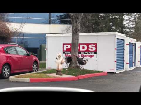 Youtube: Turkeys Walk Around Tree
