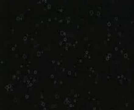 Youtube: Juno Reactor - The Forest & Conga Fury