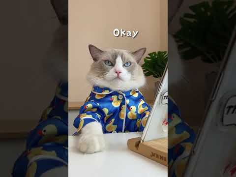 Youtube: My mug 😭 #thatlittlepuff #catsoftiktok #CODAduets #recipes #Pet #EatFreshRefresh