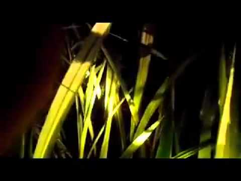 Youtube: Real Alien Sighting 6 - Attacks Me!! spooky