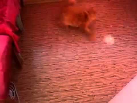 Youtube: 13 Funny Seconds