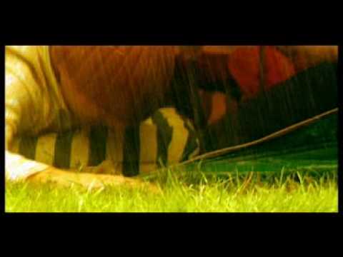 Youtube: Ayreon - Come Back To Me