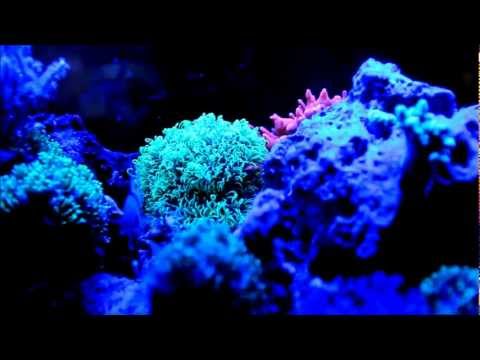Youtube: MaxLumen - Effiziente Meerwasser LED Beleuchtung
