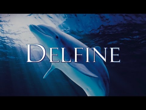 Youtube: Delfine - Eine phantastische Reise in die Welt der Delfine (2011) [Dokumentation] | Film (deutsch)