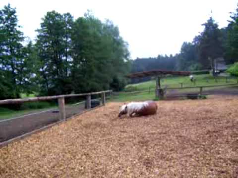 Youtube: Ausritt mit Lotte am 6.6.09, Teil 5