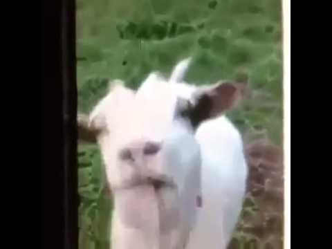 Youtube: Lustige ziege