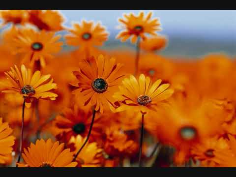 Youtube: I LIKE CHOPIN GAZEBO