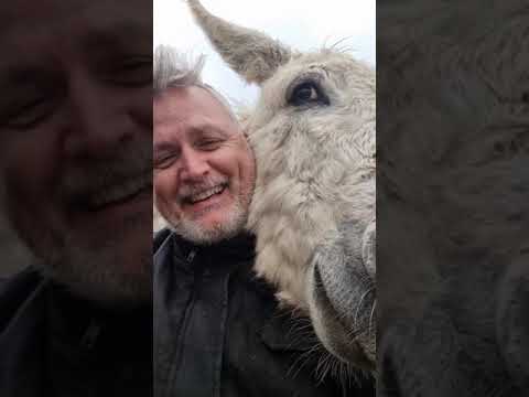 Youtube: Attacked by gang of Donkeys