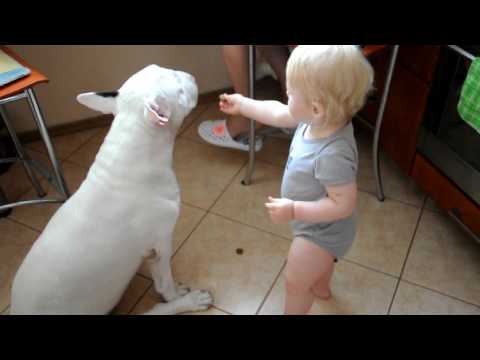 Youtube: English Bullterier