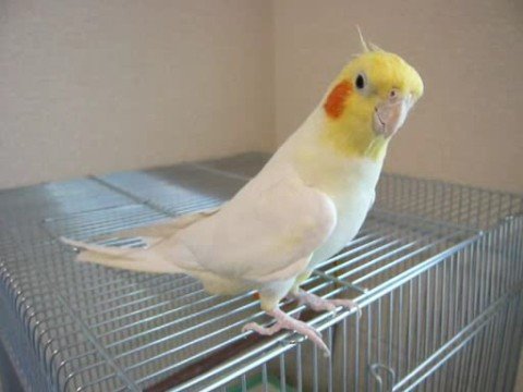 Youtube: Cockatiel sings Theme of Chocobo(Final Fantasy) FF「チョコボのテーマ」をオカメインコが歌ってみた