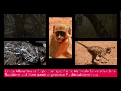 Youtube: Affenstimmen