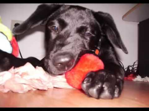 Youtube: Tomte - Endlich einmal