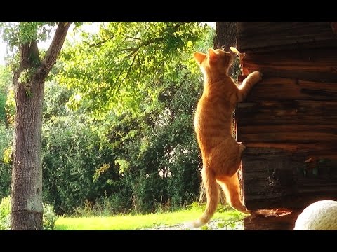 Youtube: Ponyo & Sōsuke I Katzen I Welpen I Jung I Musik Fun I Sweet