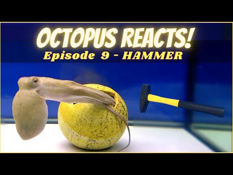 Youtube: Octopus Reacts to Hammer - Episode 9