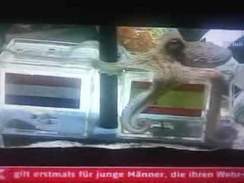 Youtube: Krake Paul: Spanien wird Weltmeister!