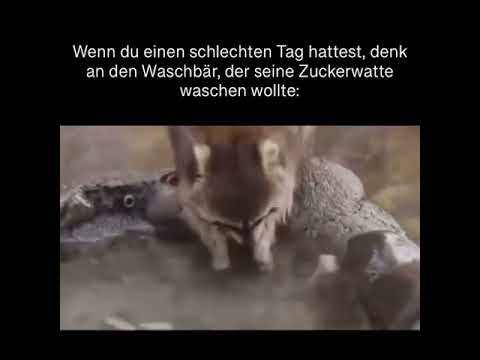 Youtube: Waschbär wäscht Zuckerwatte