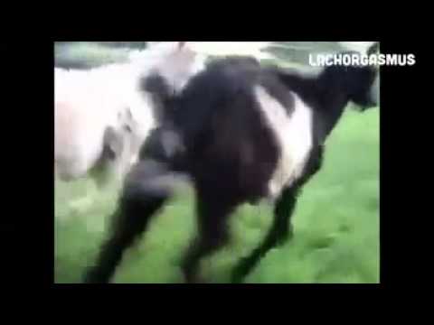 Youtube: Das Ding daunten nennt man dingelingeling .....