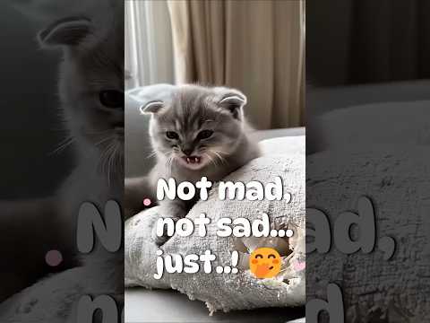 Youtube: When words fail… the fart speaks! 💨😂 #funnycat #fart #laugh #kitty #kitten #catlover #lipsynccat