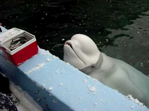 Youtube: Iain Feeds the Beluga Whales