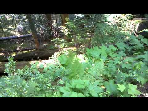 Youtube: waving plant