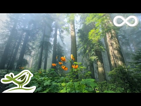 Youtube: Sunny Mornings: Beautiful Relaxing Music • Peaceful Piano Music & Guitar Music by Peder B. Helland