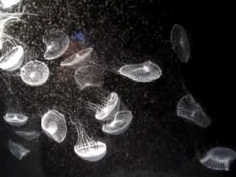 Youtube: libraries - seabear