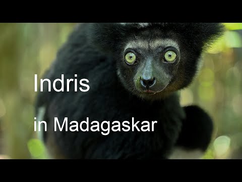 Youtube: Indri Lemuren in Madagaskar