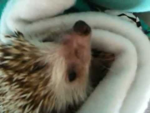 Youtube: Hedgie Scream of Death