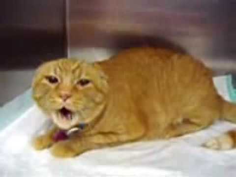 Youtube: Mad cat Burger and Fries