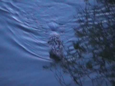 Youtube: Biber in der Donau in Regensburg