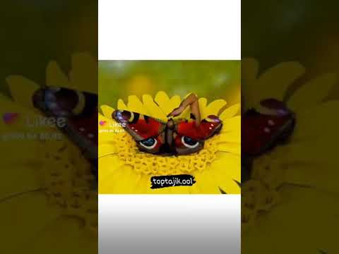 Youtube: 28 июня 2021 г.